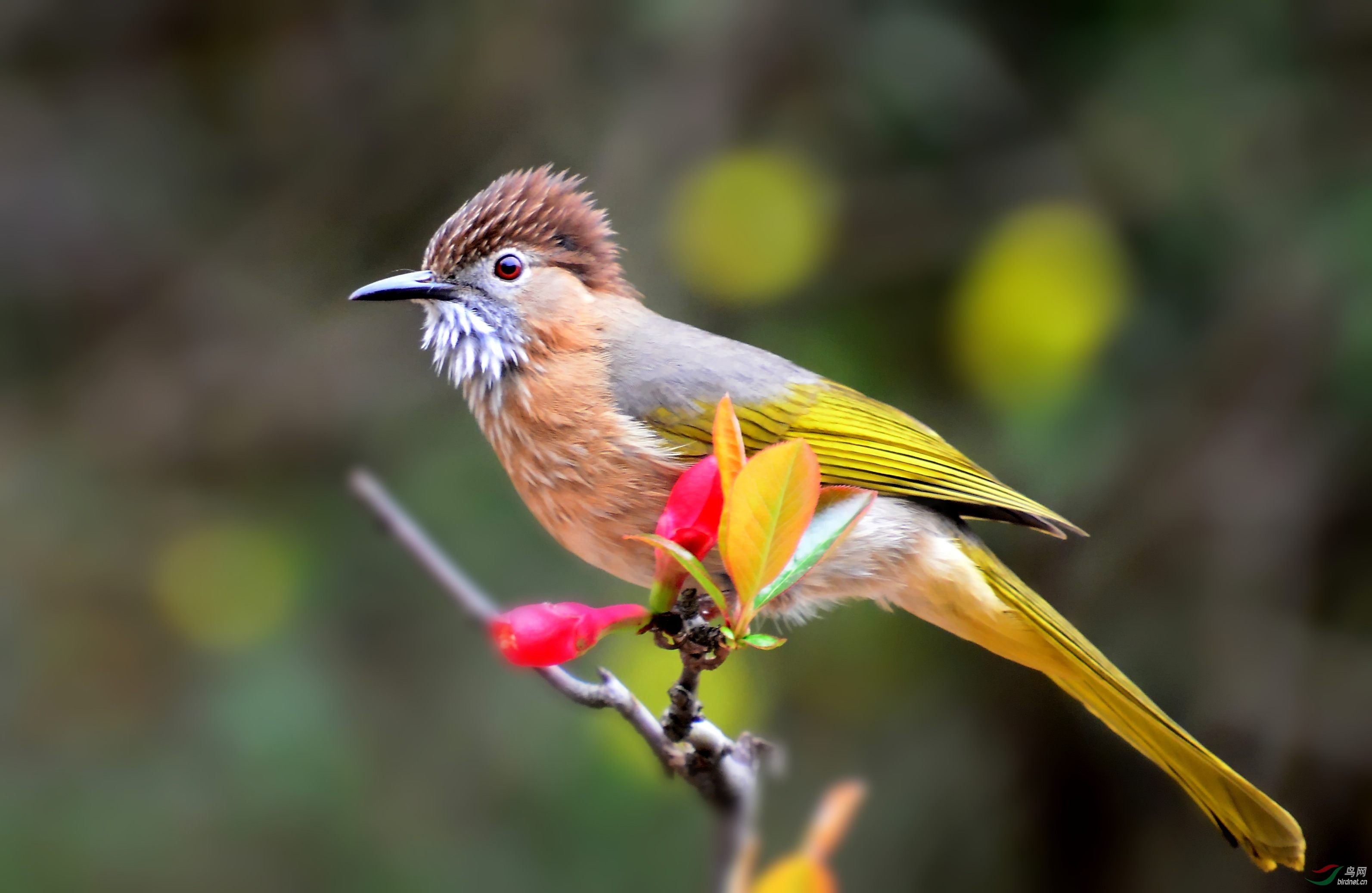 DSC_8421_conew3.jpg