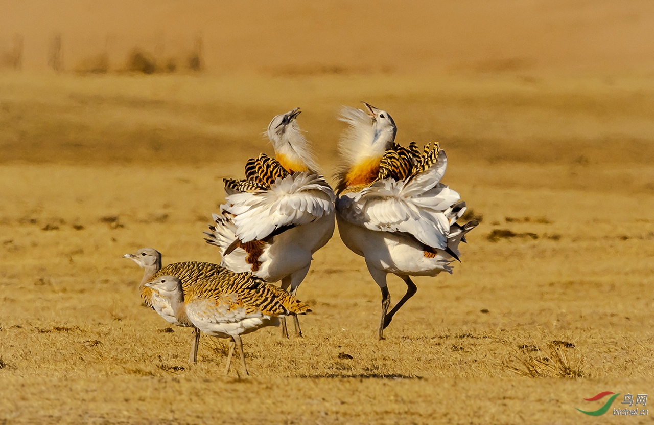 大鸨争雄撞胸式