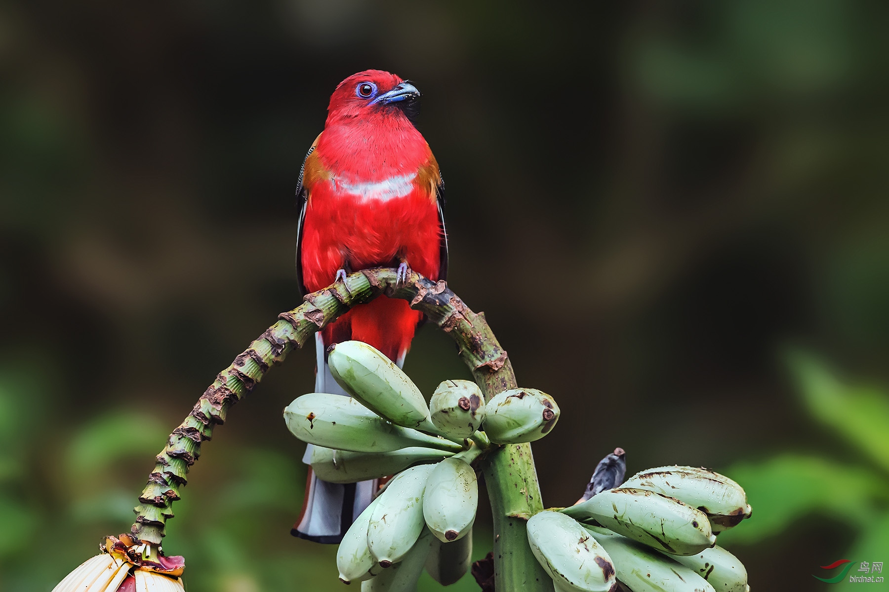 ��ɫ����һĨ��