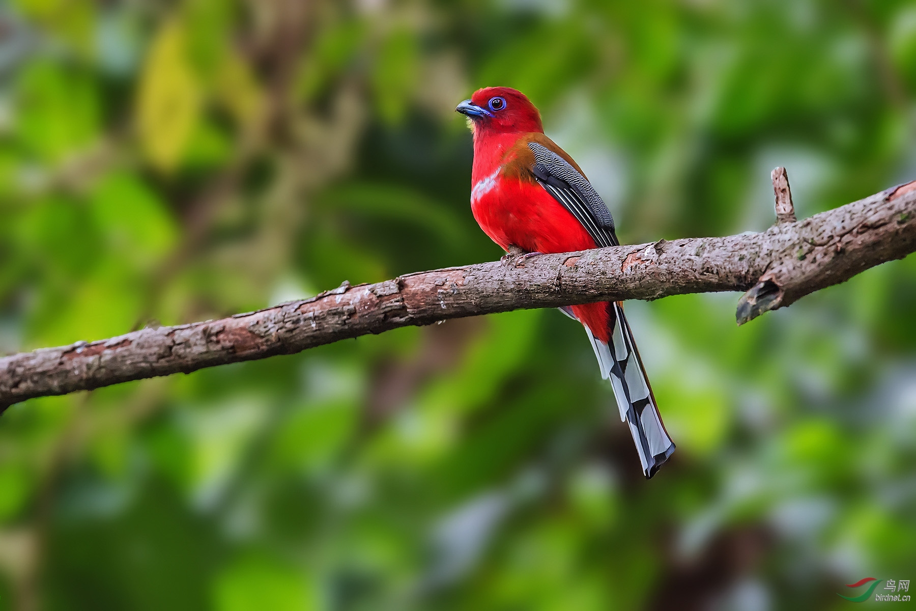 ��ɫ����һĨ��