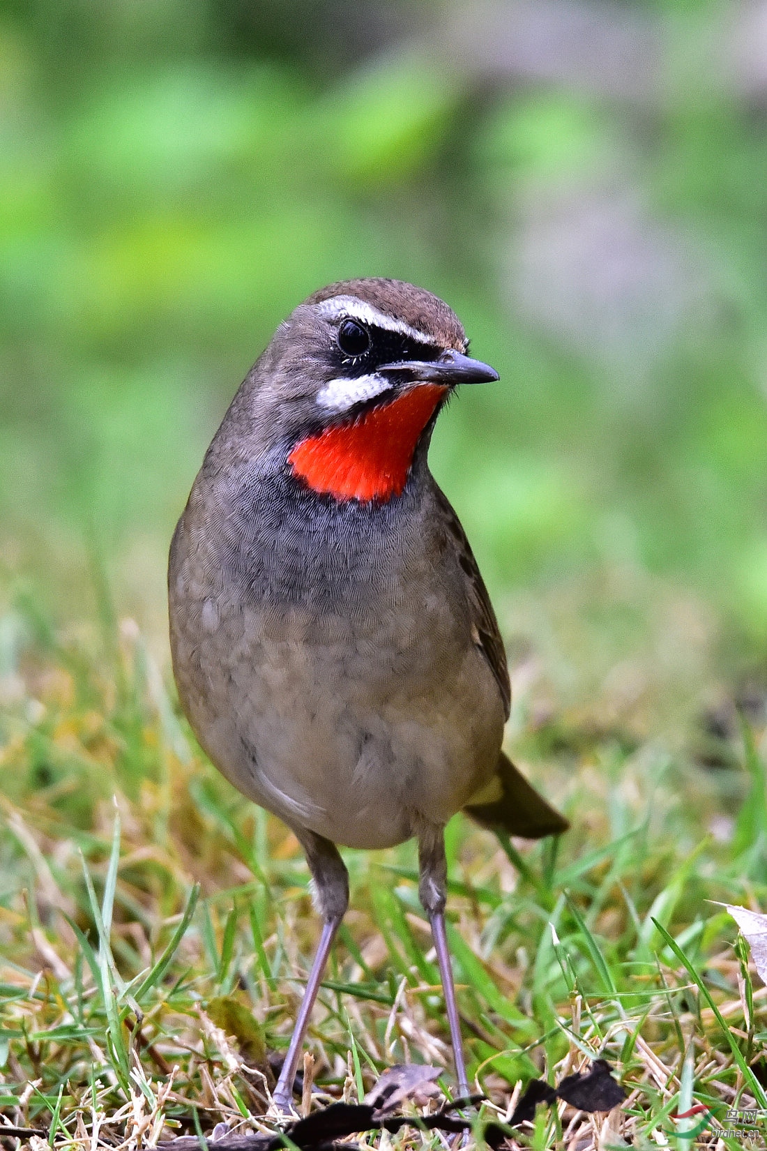 DSC_0169.JPG