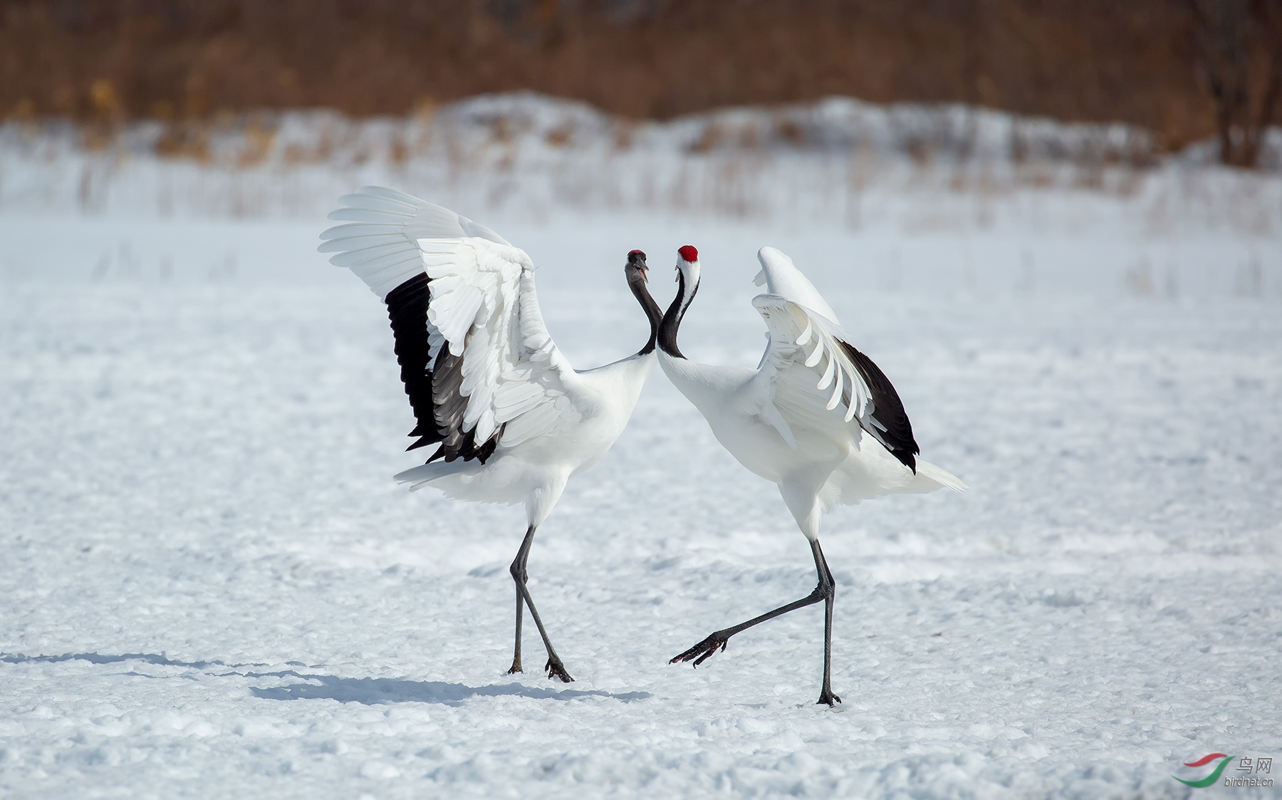 丹顶鹤的舞姿祝贺荣获首页图文精华