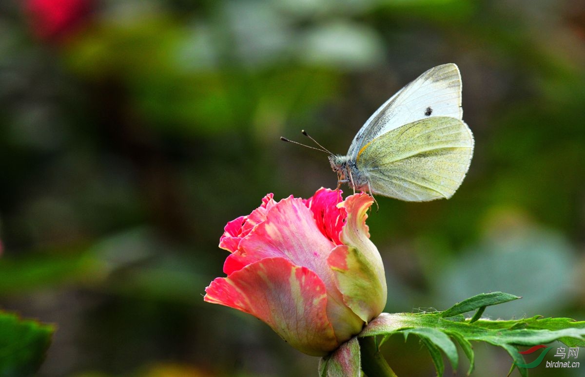 月季花上的蝴蝶