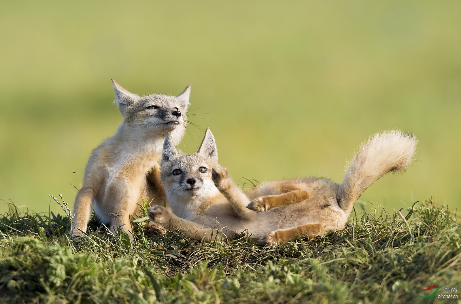 嬉戏祝贺荣获首页动物精华