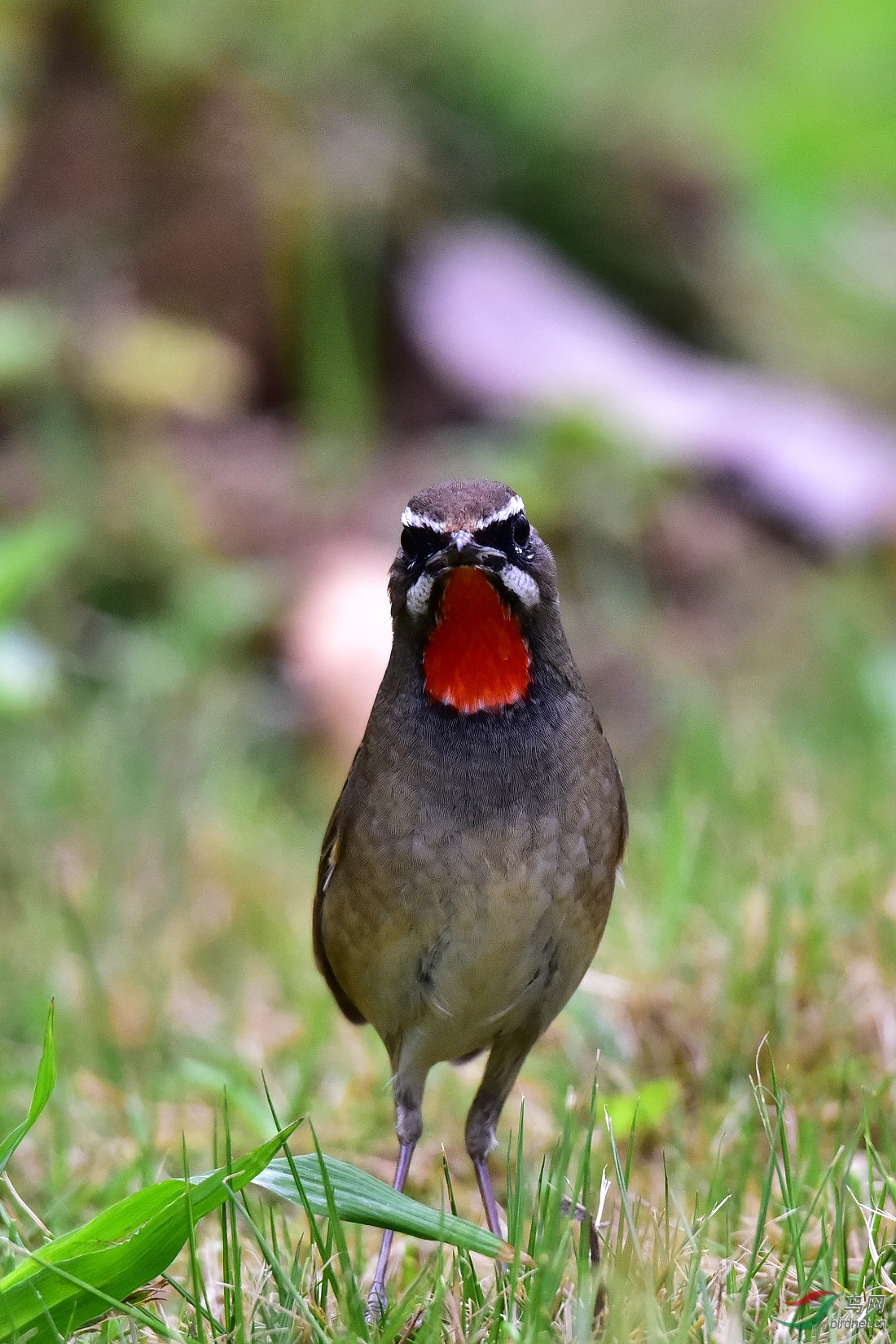 DSC_0173.JPG