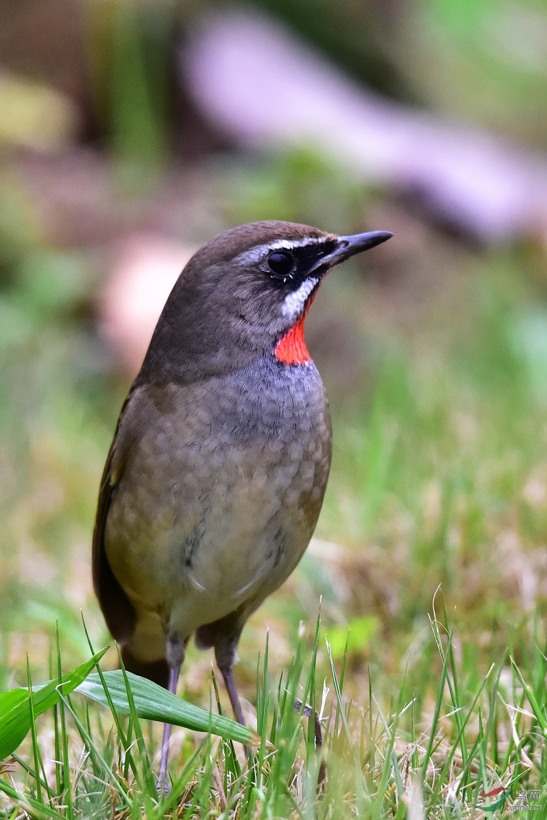 DSC_0174.JPG