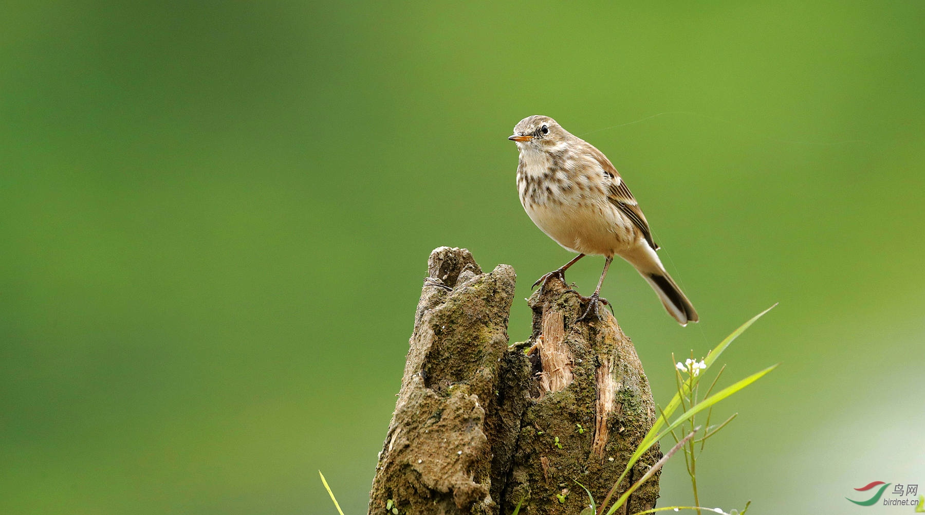 添砖加瓦 - 四川版 sichuan 鸟网