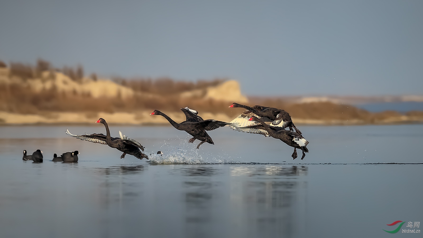 一组鸟图 - 青海版 qinghai 鸟网