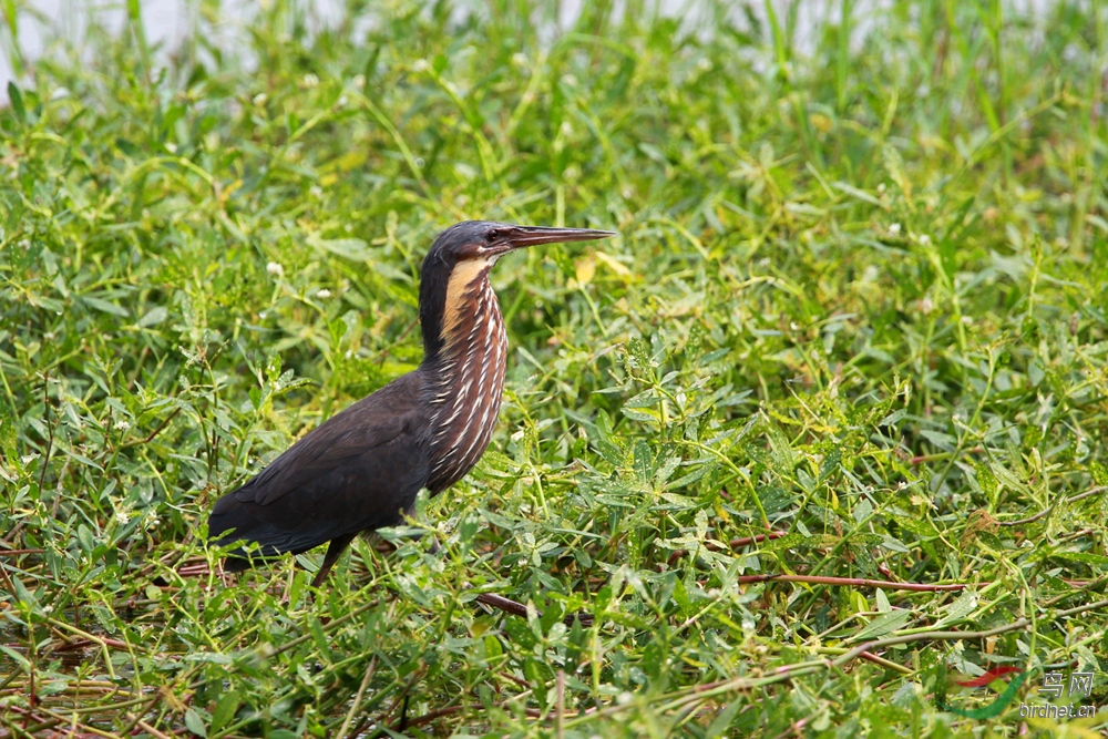 黑鳽