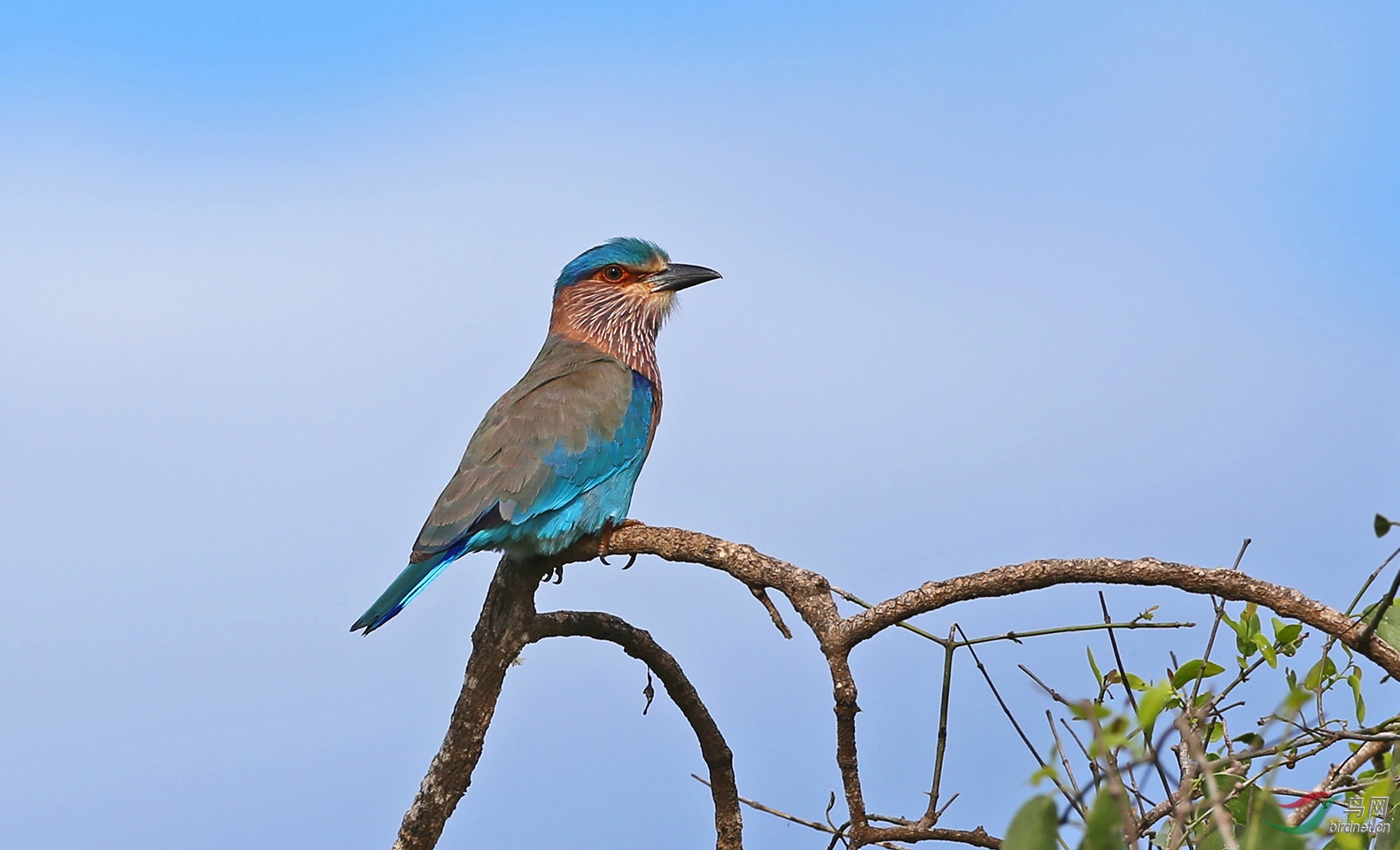 棕胸佛法僧 - 广西版 guangxi 鸟网