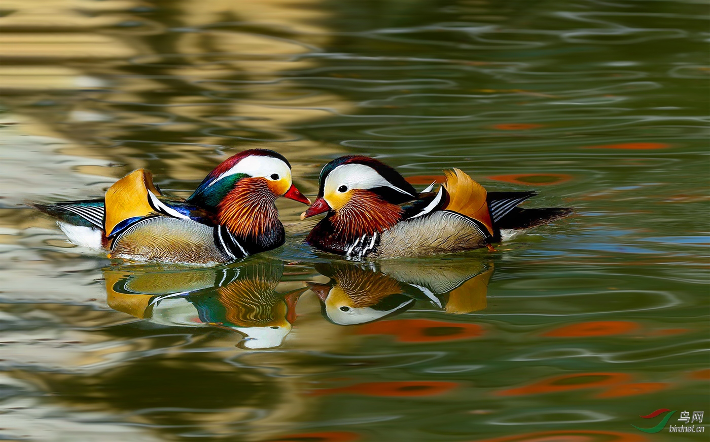鸳鸯—上帝赐予的美丽颜色! - 视频版 鸟网