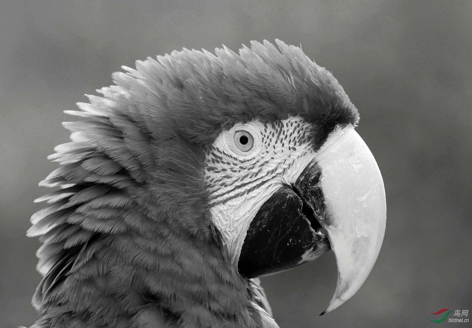 金刚鹦鹉祝贺荣获首页黑白影像精华