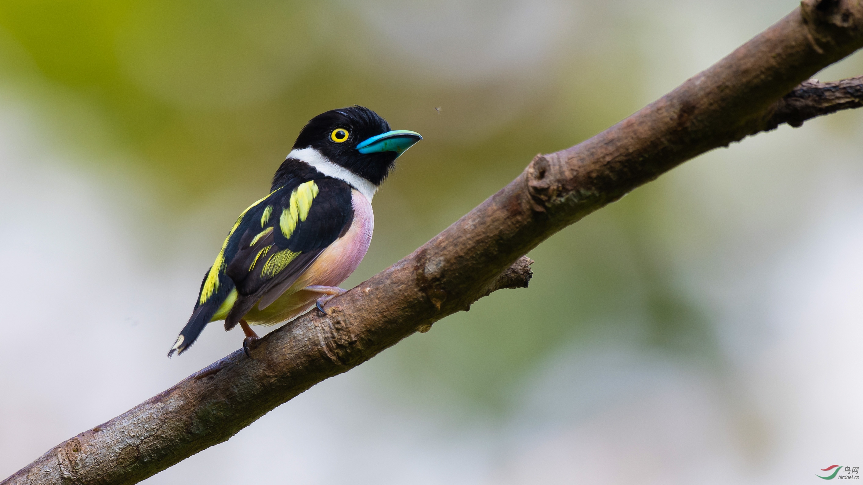 呆萌的小鸟祝贺荣获首页鸟类精华