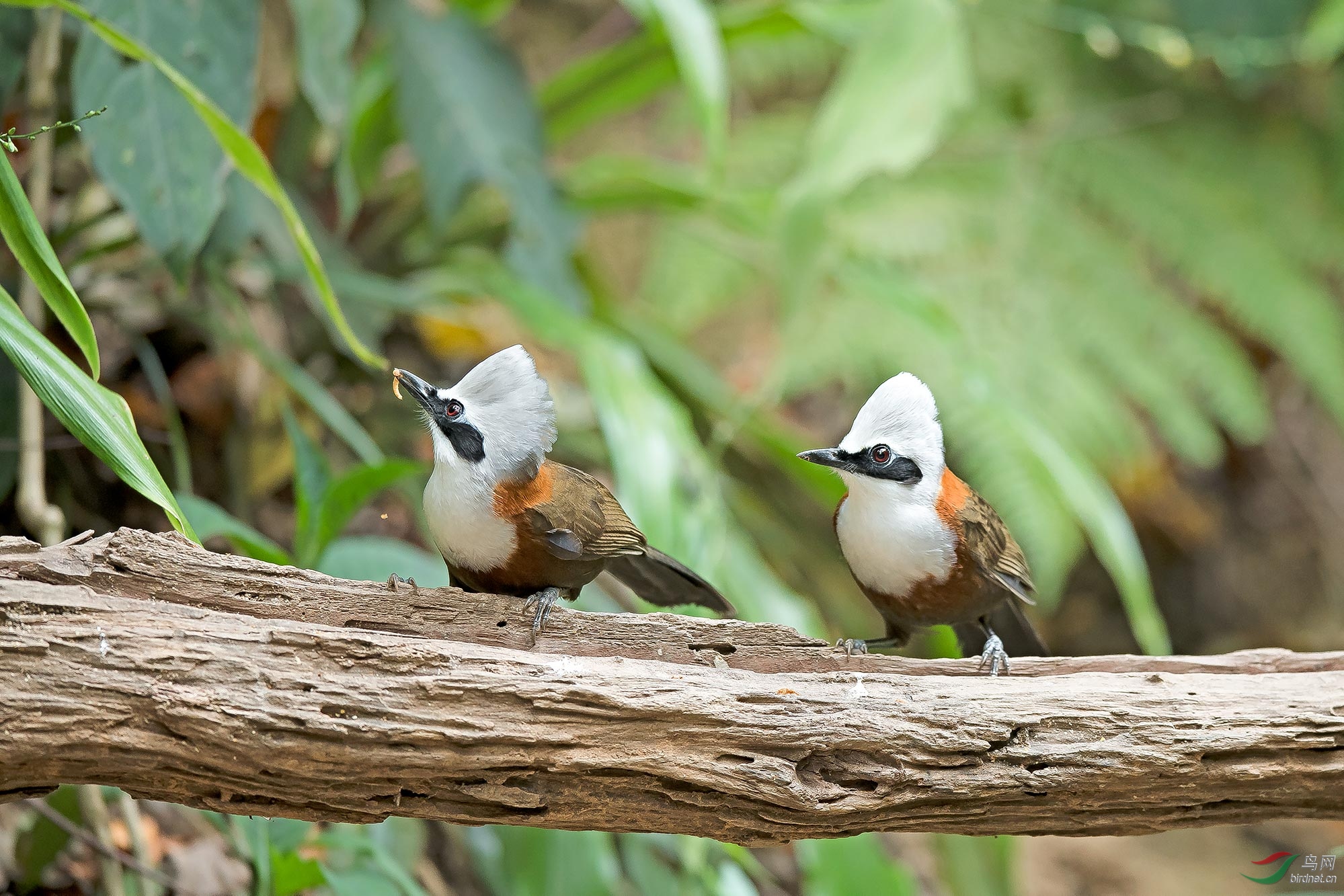 白头噪鹛 - 河南版 henan 鸟网