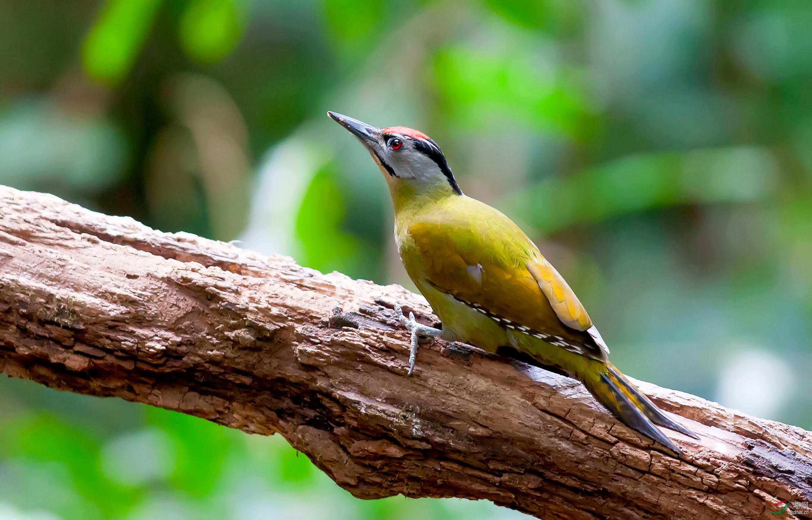 灰头绿啄木鸟