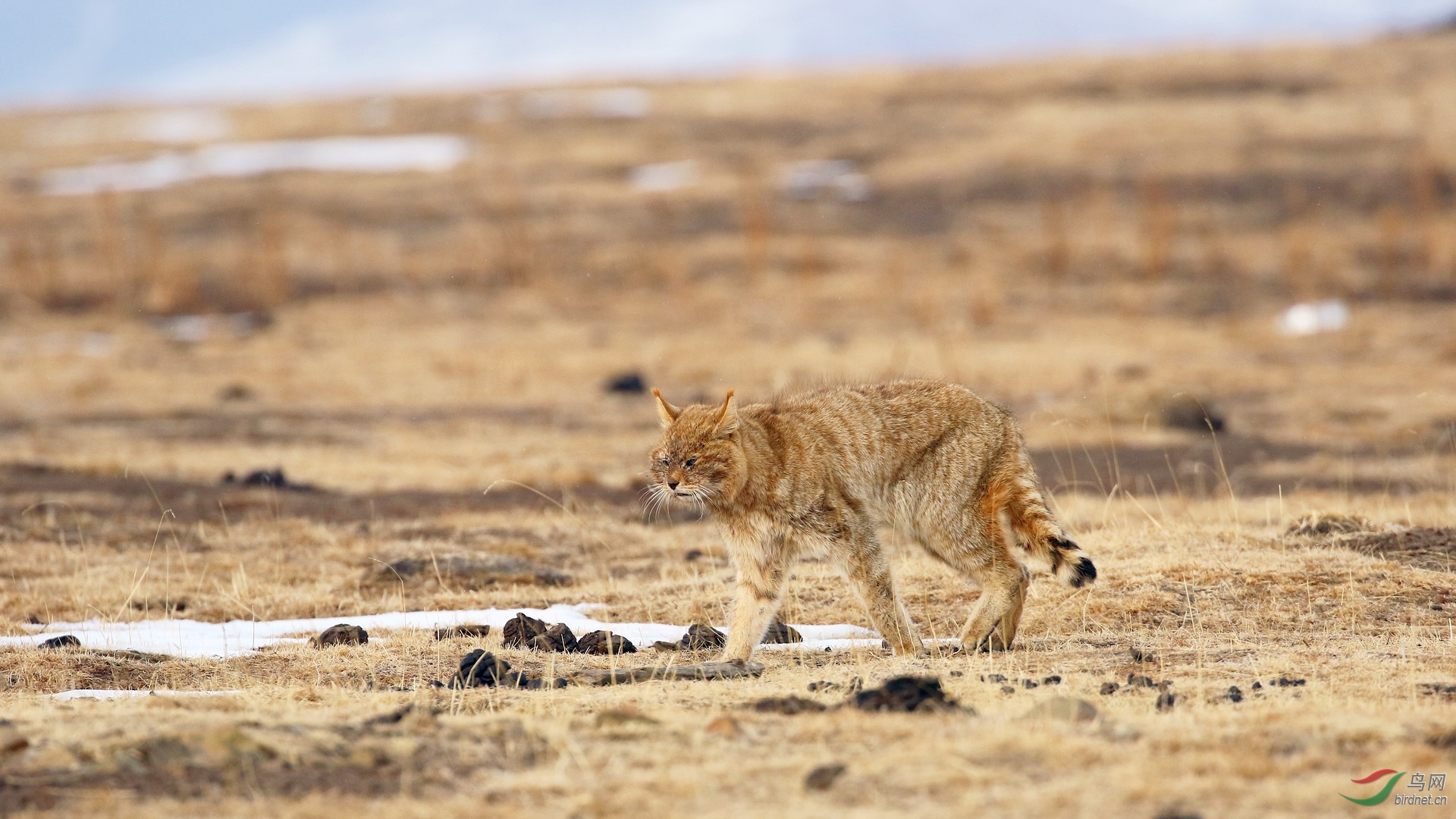 诺尔盖草原的————漠猫～～～贺图3获《首页动物精华》