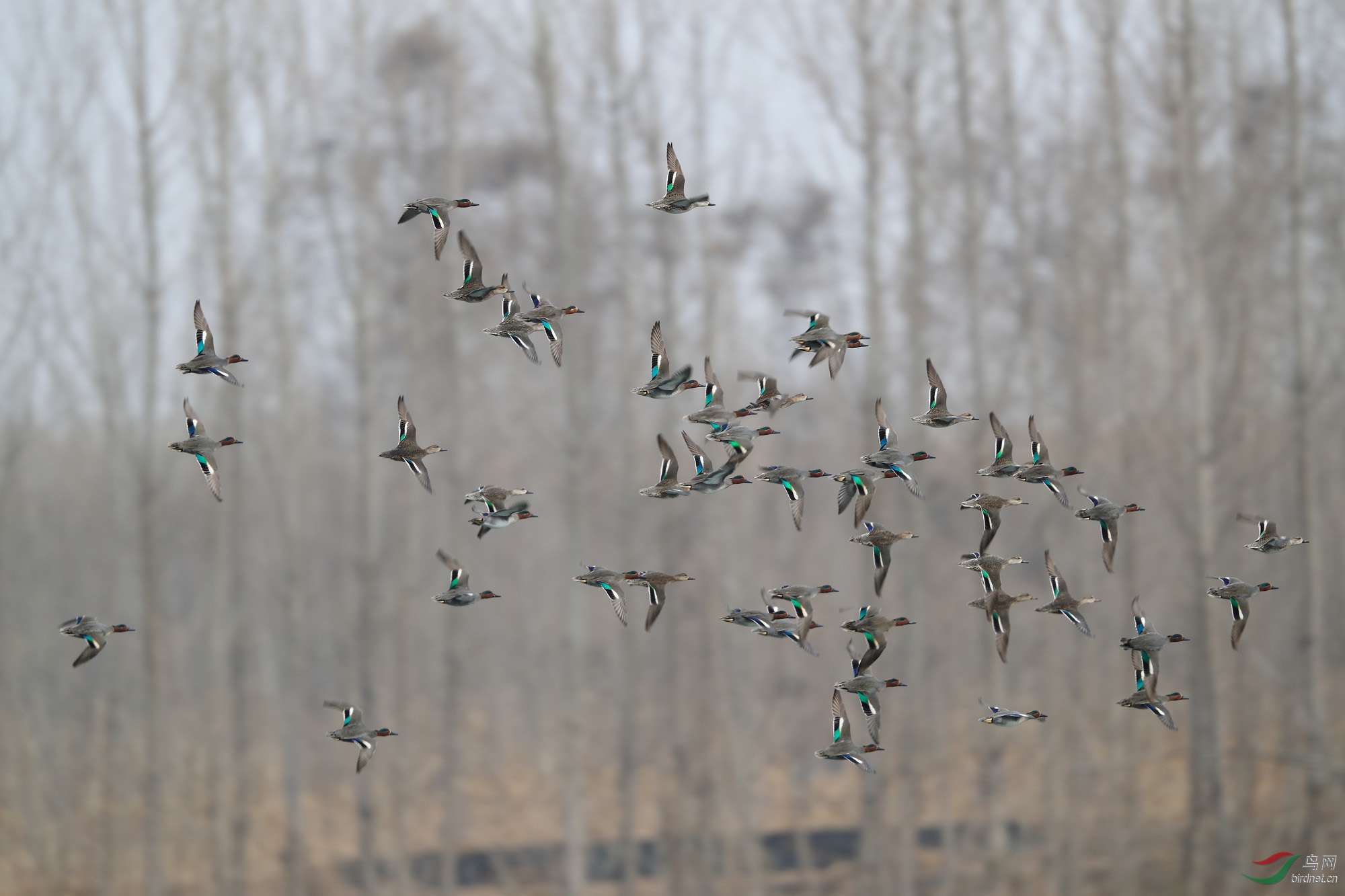 飞满天——绿翅鸭
