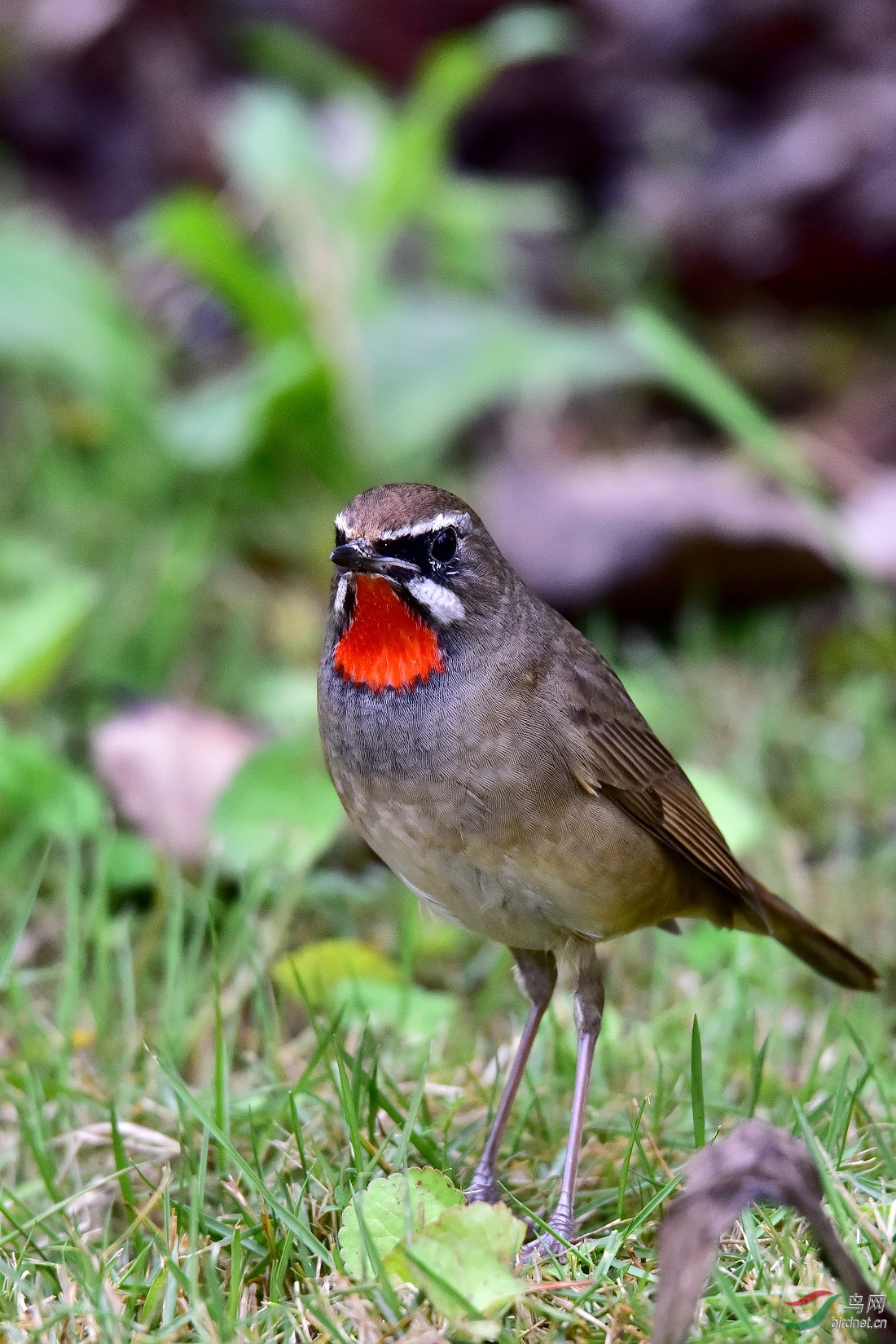 DSC_0199.JPG
