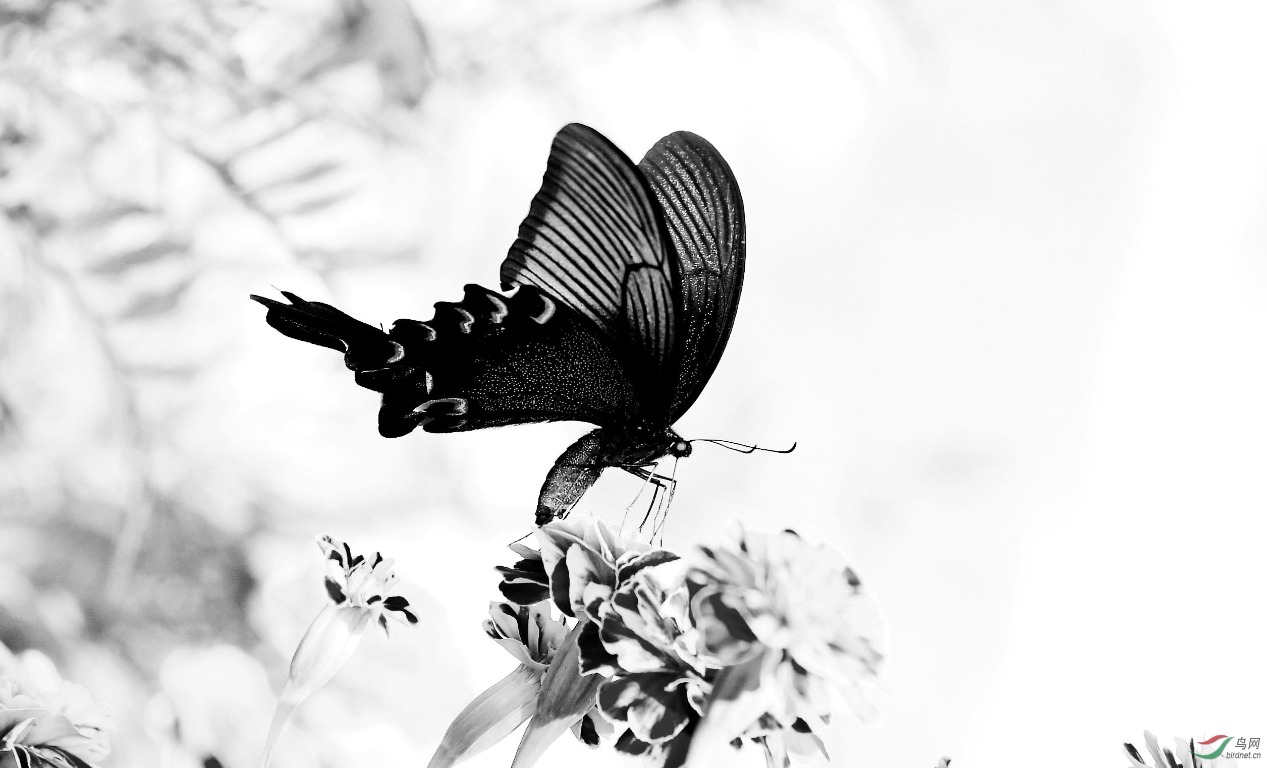蝴蝶- 黑白影像 鸟网