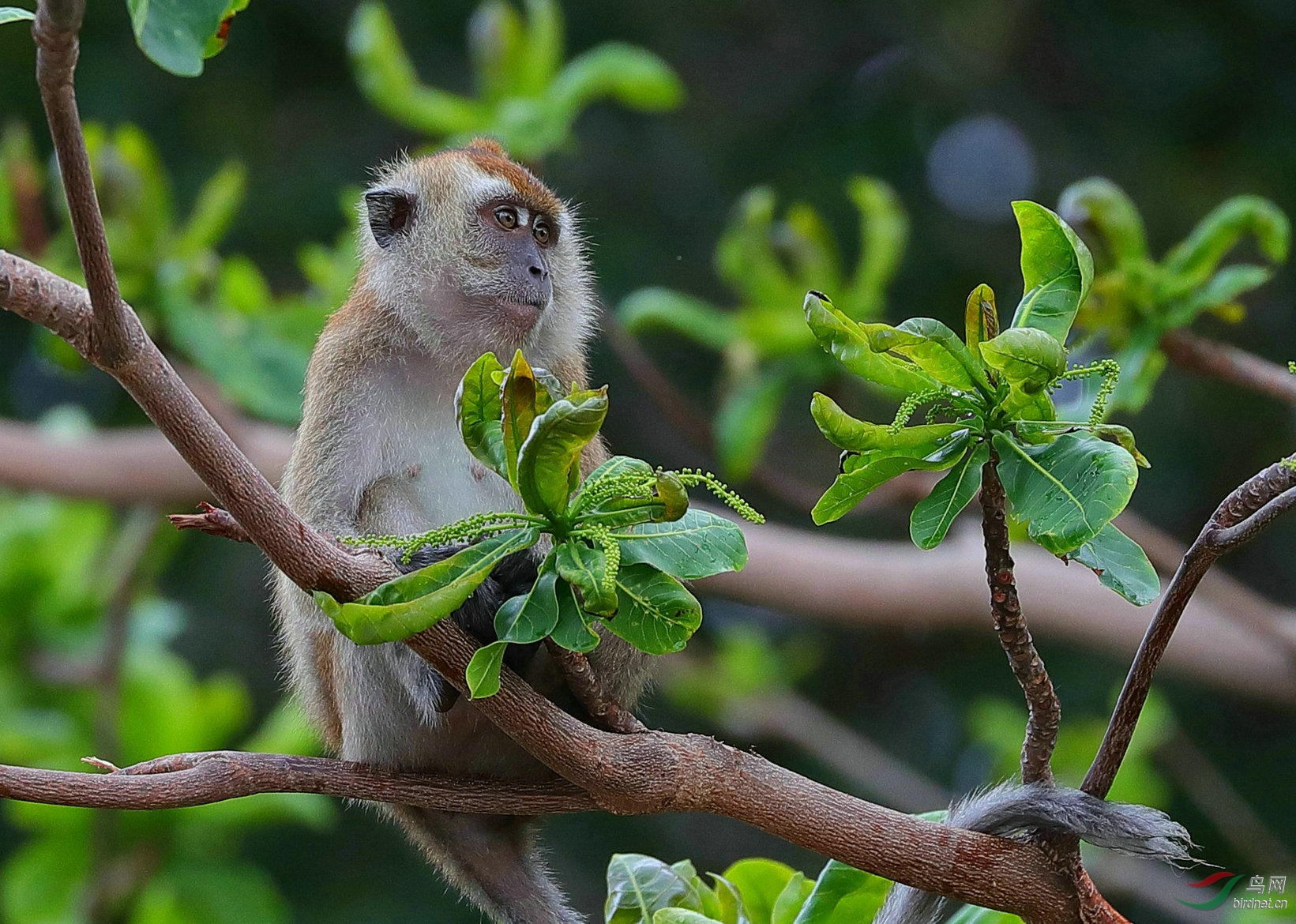 长尾猕猴