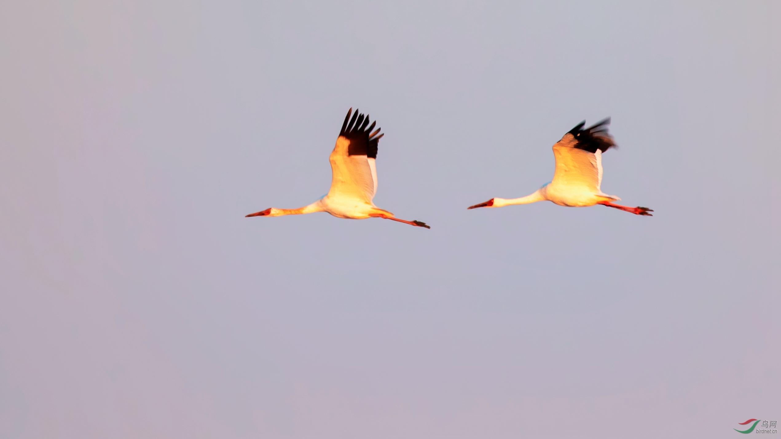 飞翔------【白鹤】