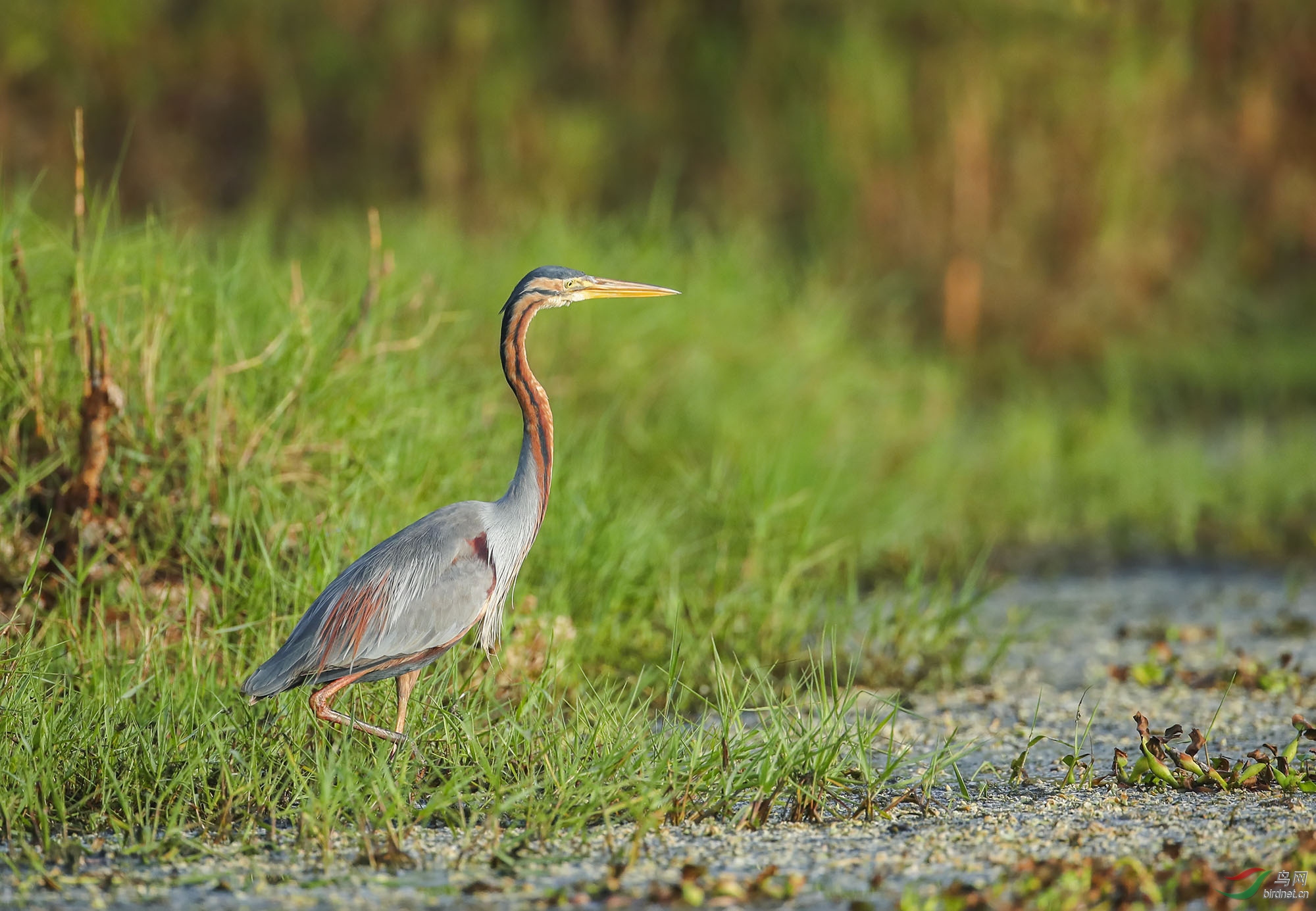 草鹭