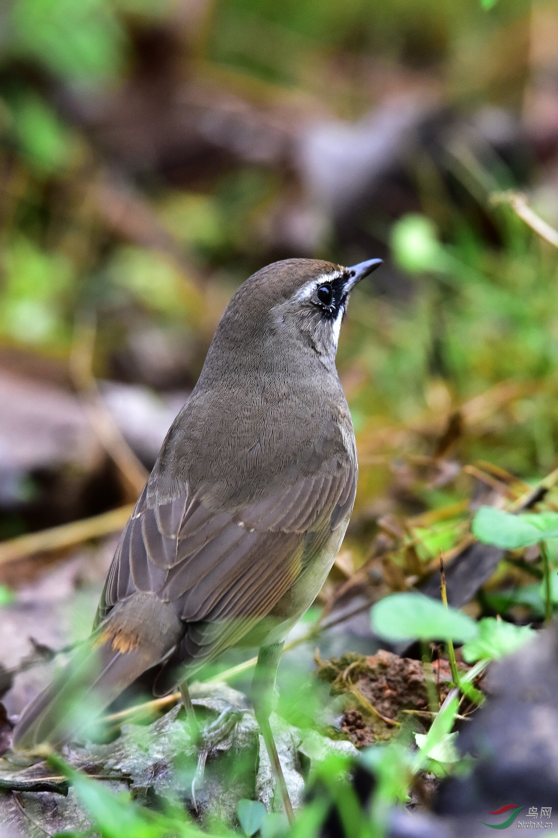 DSC_0206.JPG