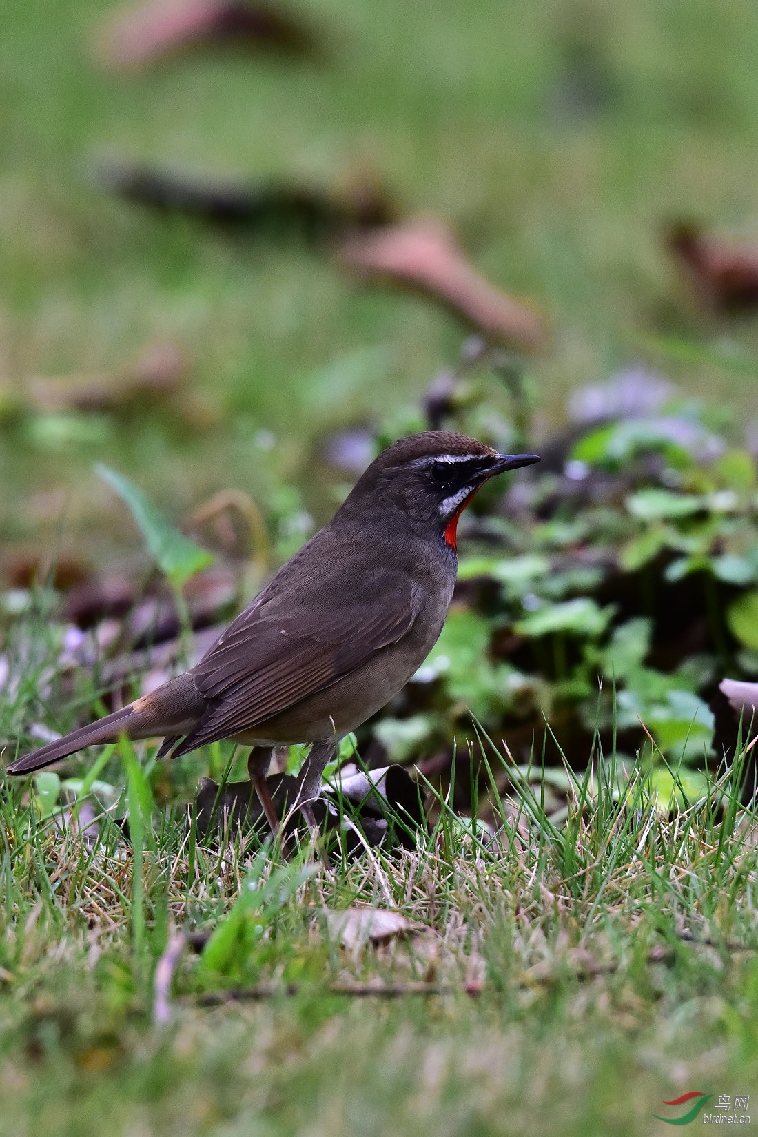 DSC_0210.JPG