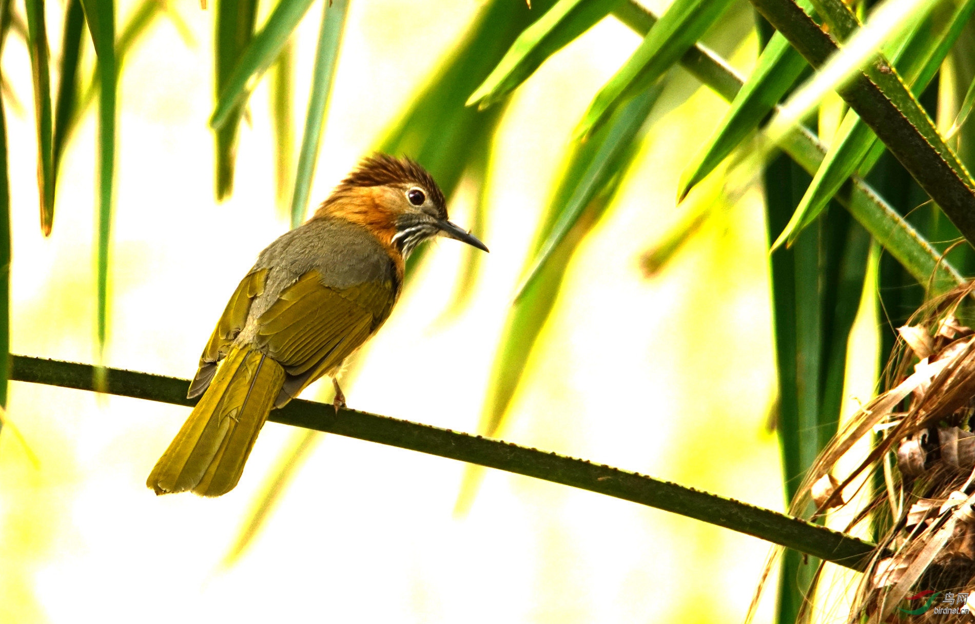绿翅短脚鹎 - 陕西版 shanxi 鸟网