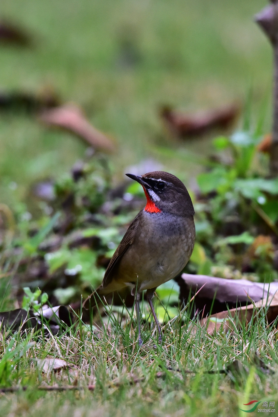 DSC_0213.JPG
