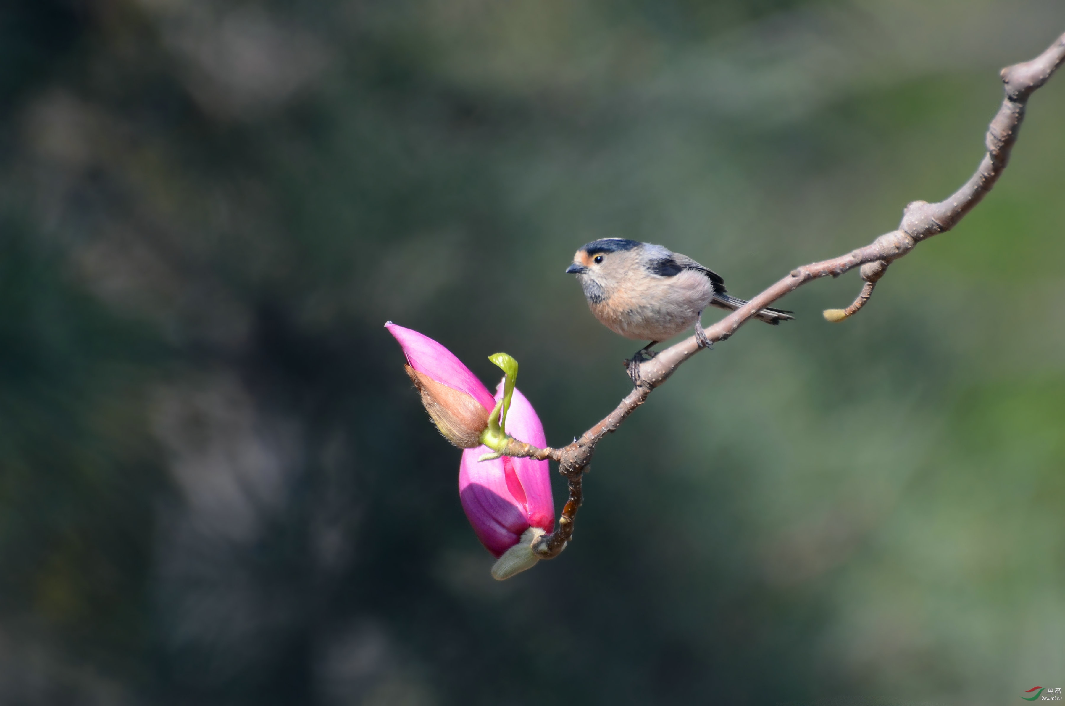 玉兰花鸟