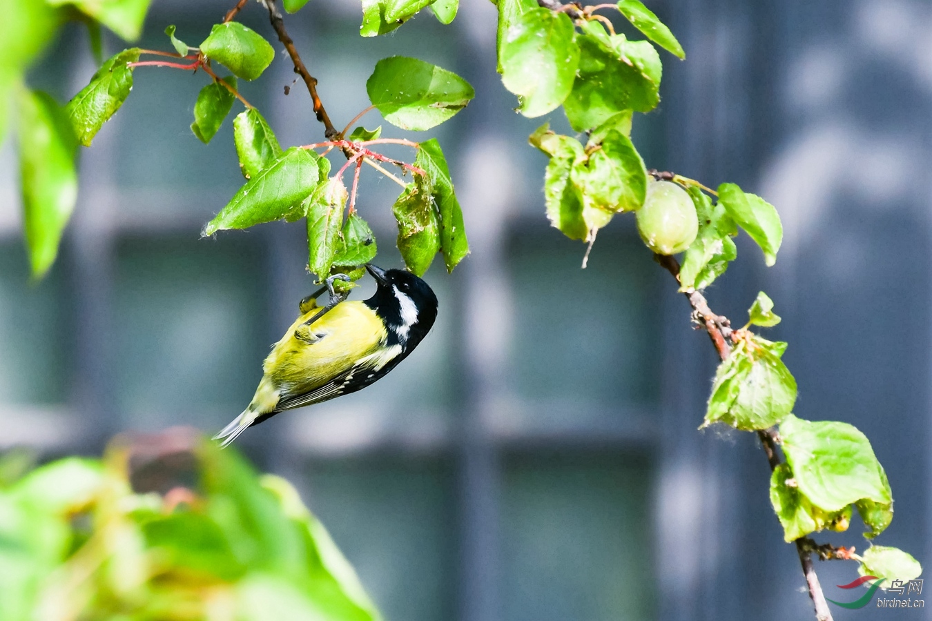 窗外鸟鸣催梦醒
