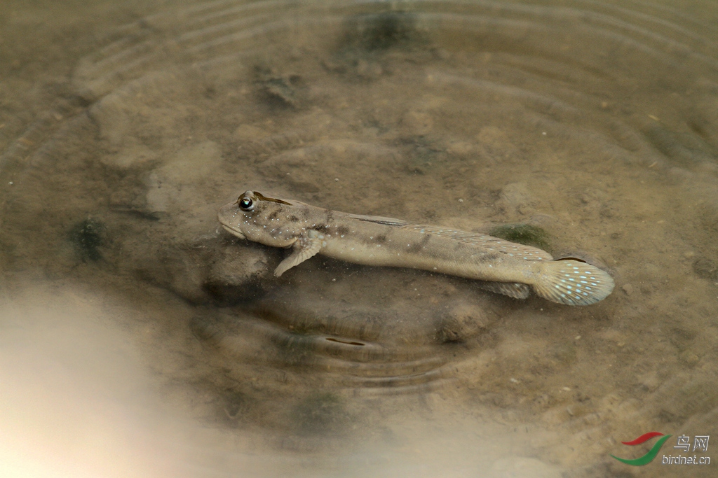 跳跳鱼 - 野生动物版 鸟网