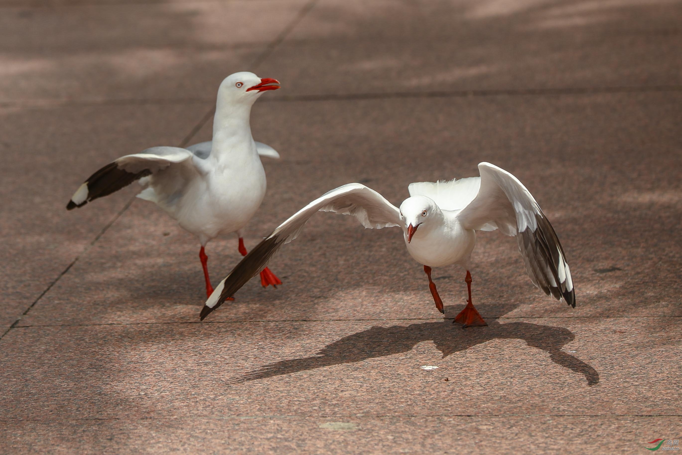 Picture 45316096.jpg