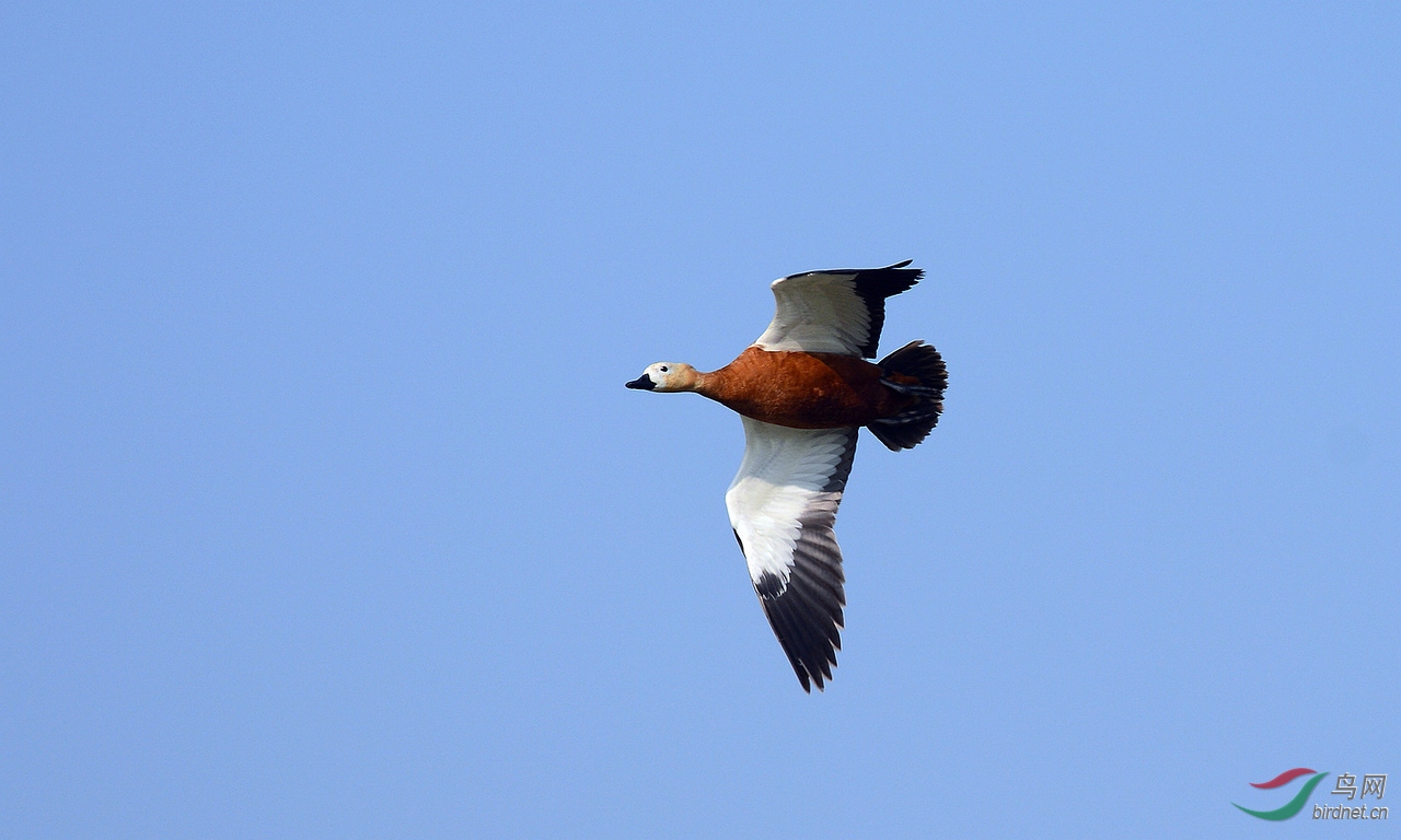 DSC_2997.JPG