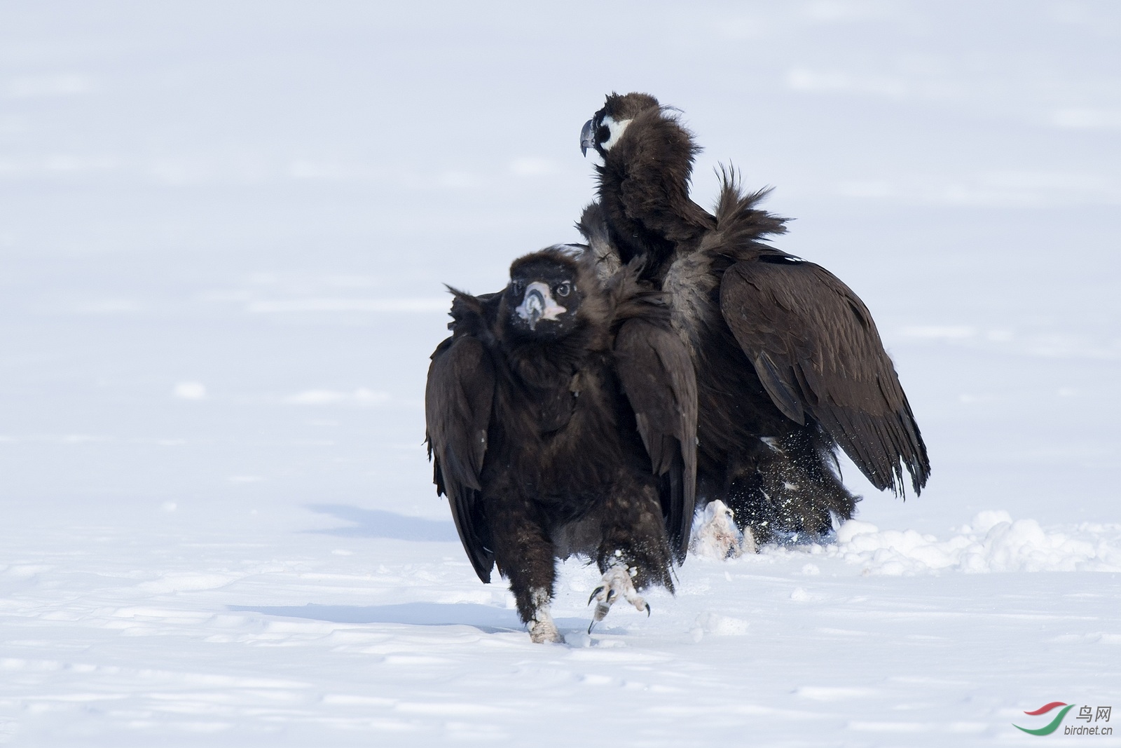 雪上座山雕 - 宁夏版 ningxia 鸟网