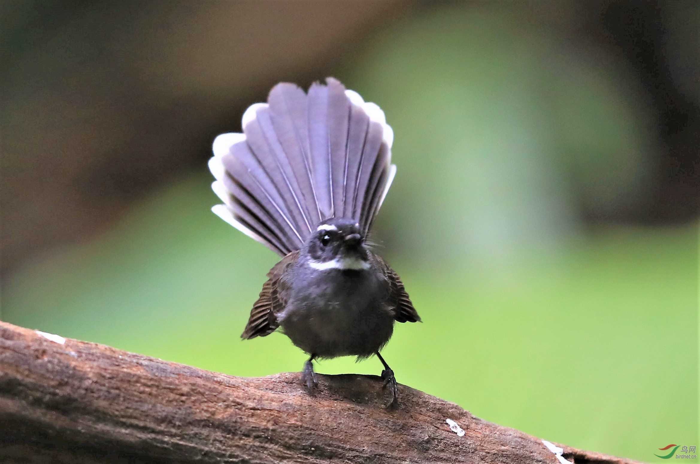 白喉扇尾鹟 - 山东版 shandong 鸟网