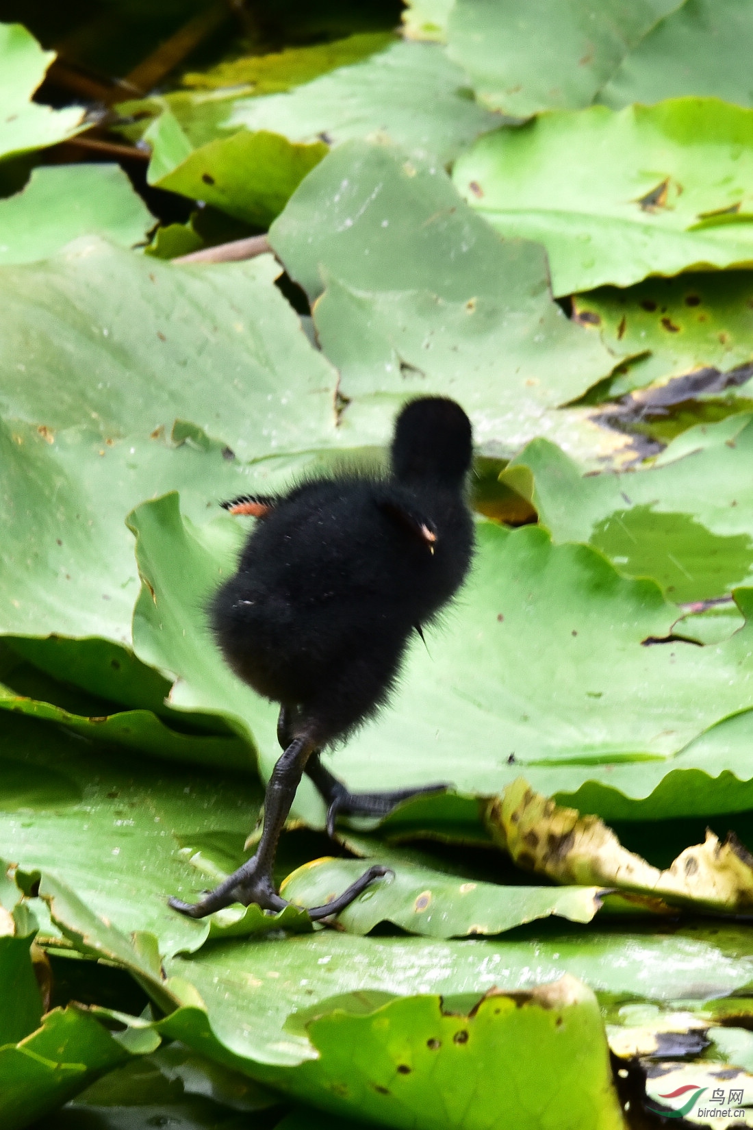 DSC_0685.JPG