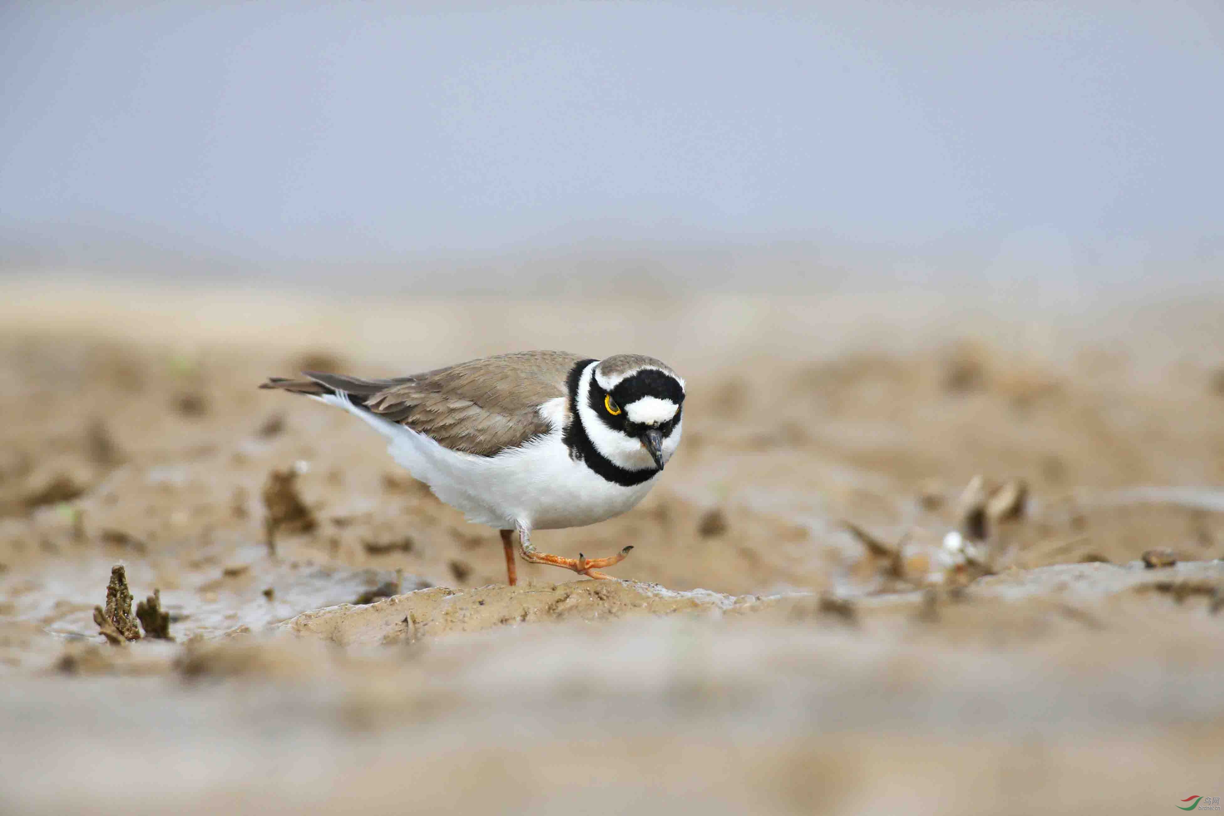 金框鸻来京做客 - 水鸟版 鸟网