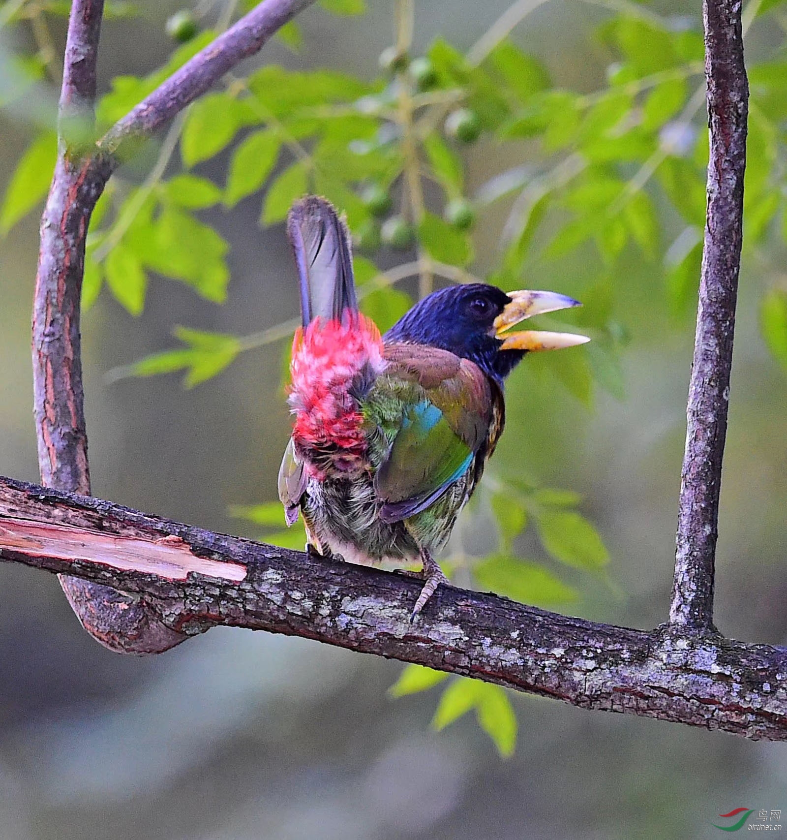 大拟啄木鸟 - 重庆版 chongqing 鸟网