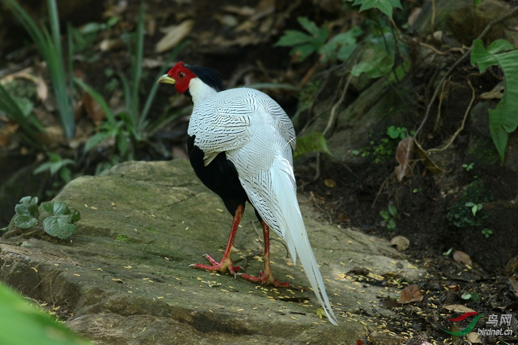 白鹇- 江西版 jiangxi 鸟网