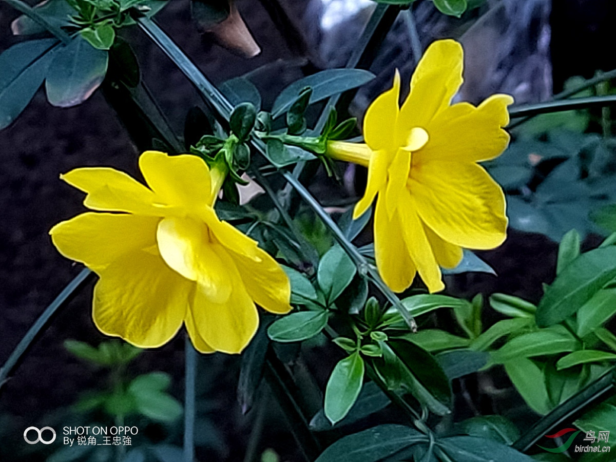 野迎春花期图片