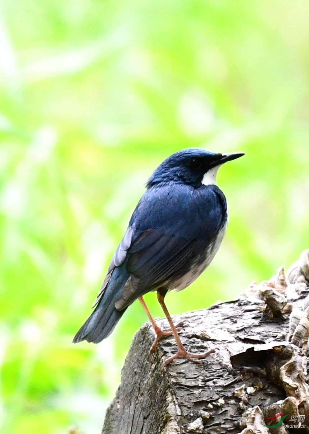 蓝歌鸲 - 山东版 shandong 鸟网