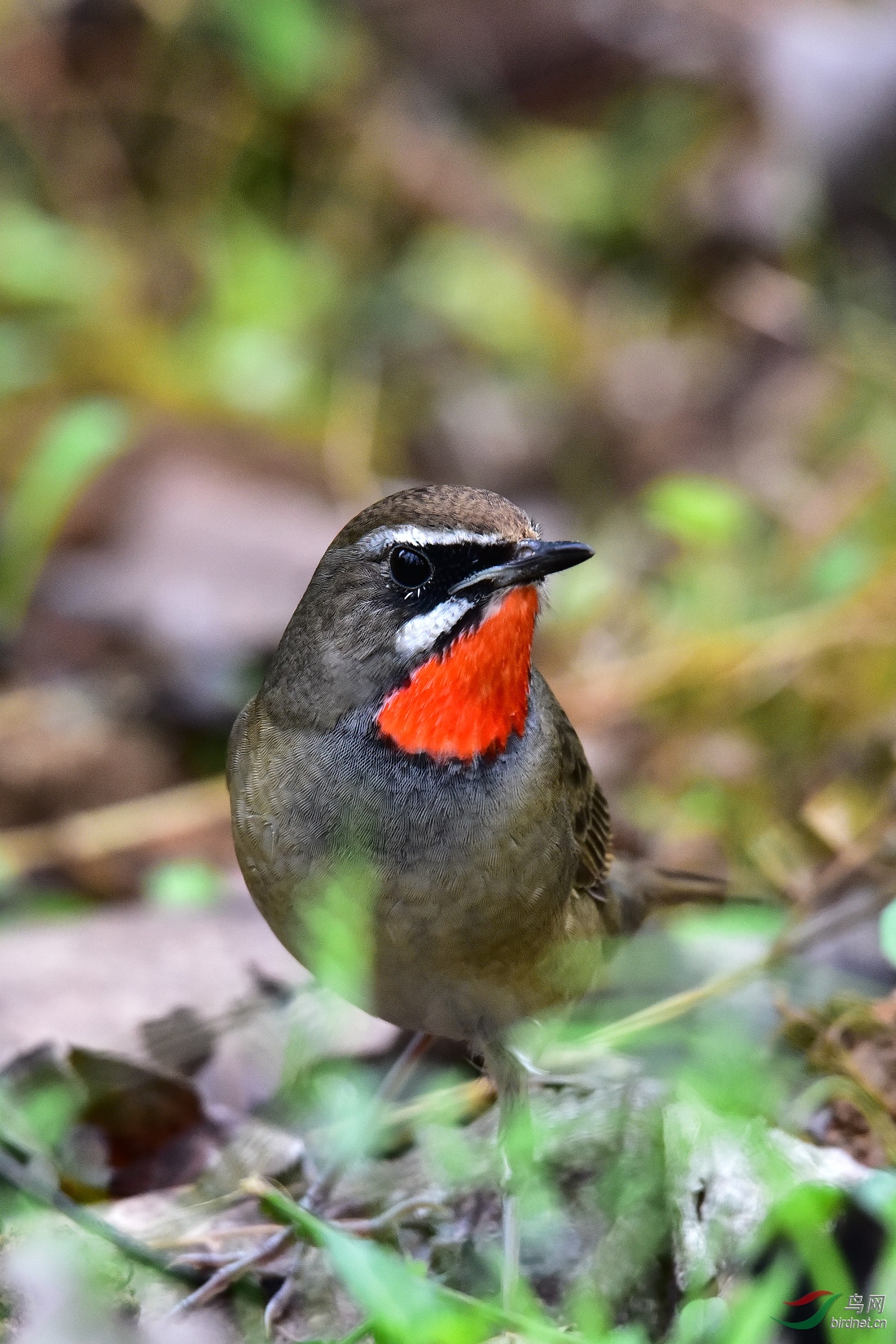 DSC_0239.JPG