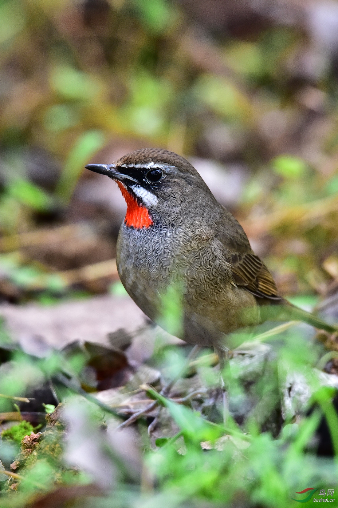 DSC_0241.JPG