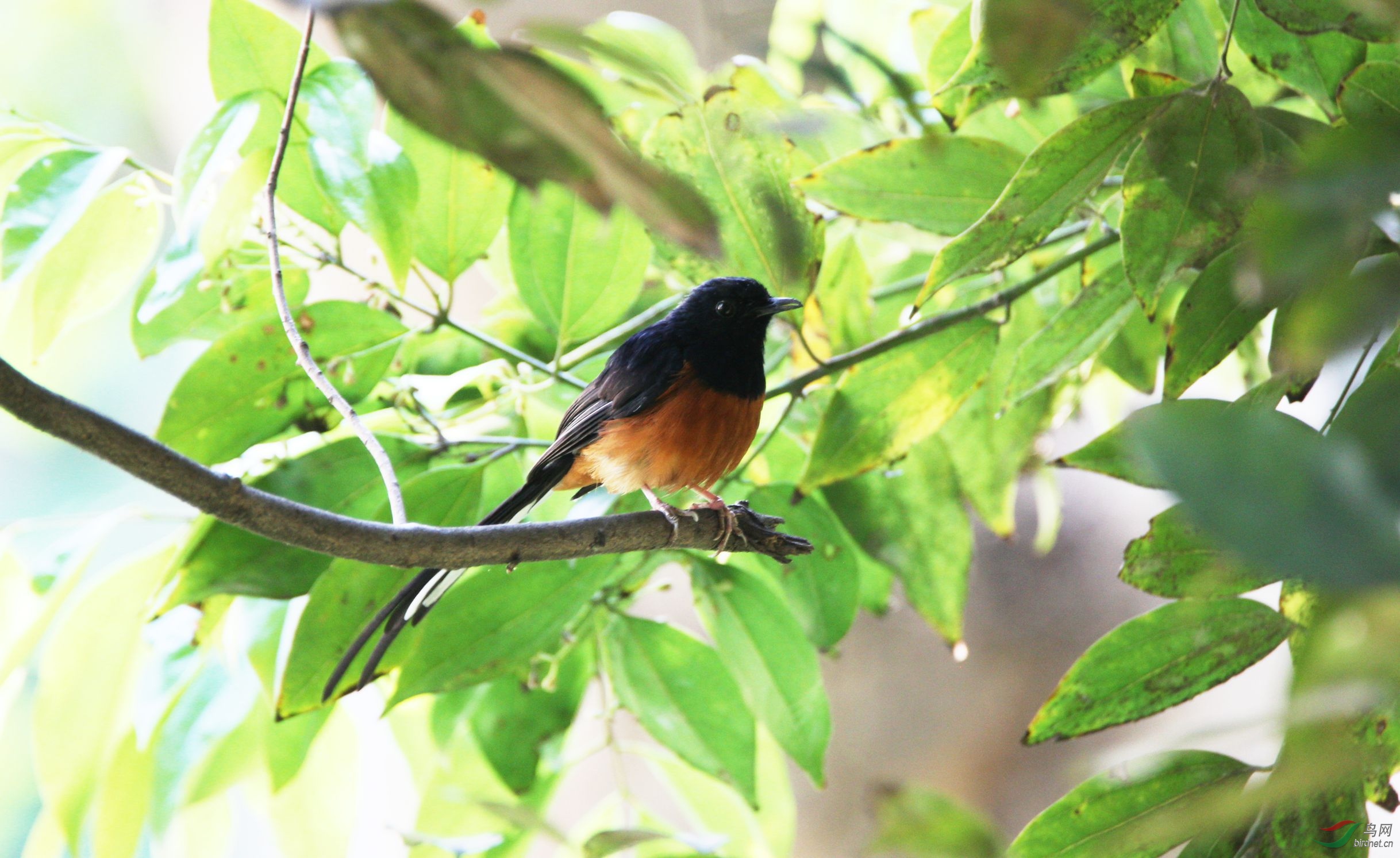 川大首现白腰鹊鸲 - 四川版 sichuan 鸟网