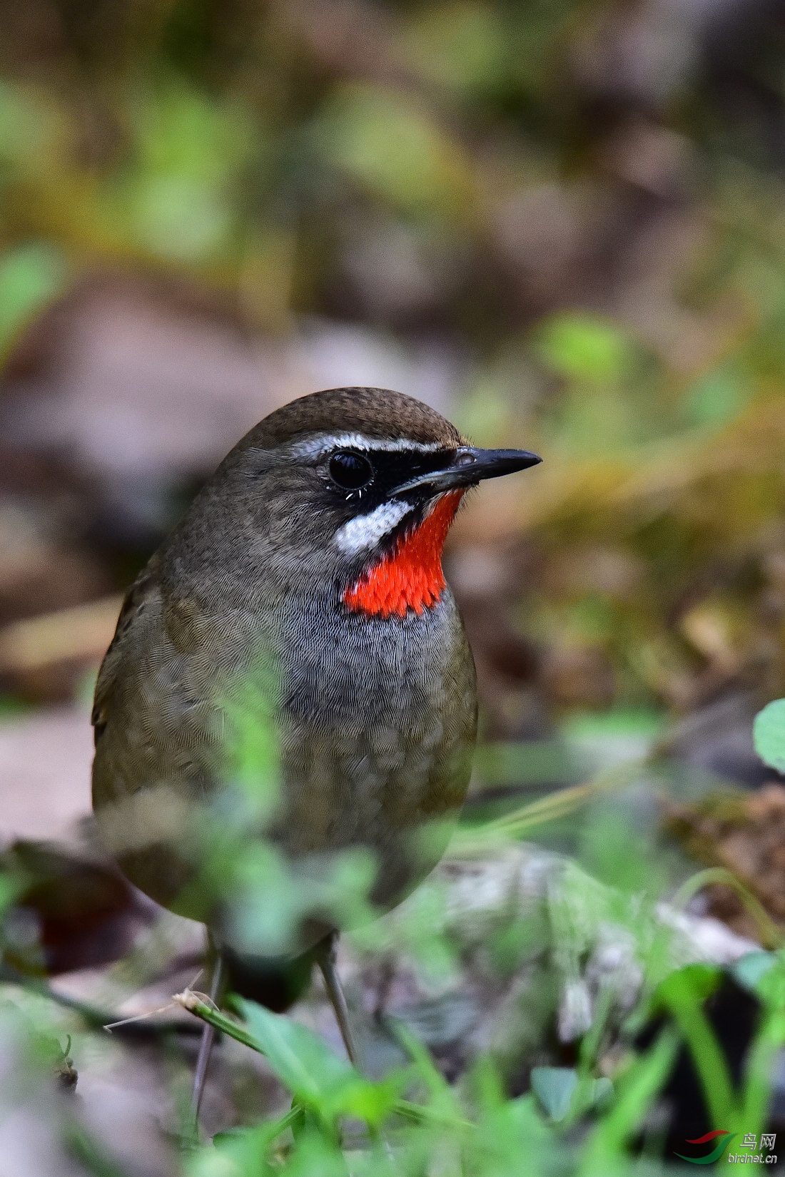 DSC_0244.JPG