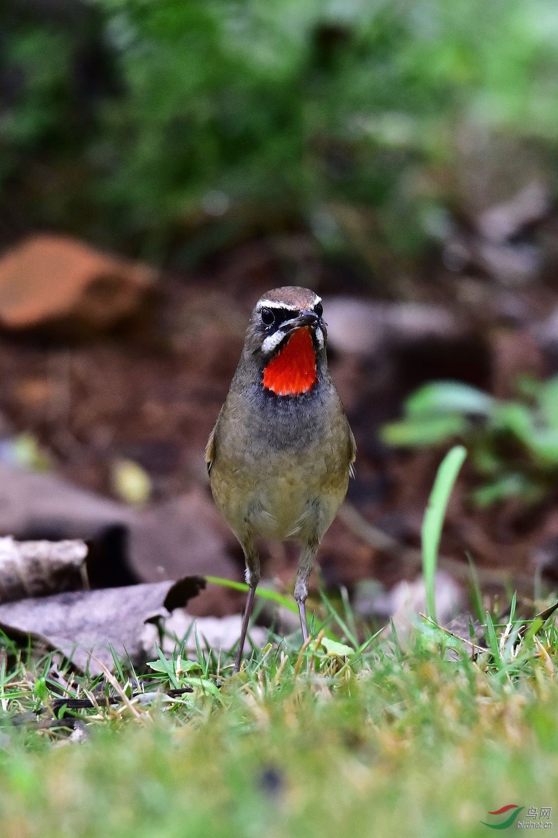 DSC_0246.JPG