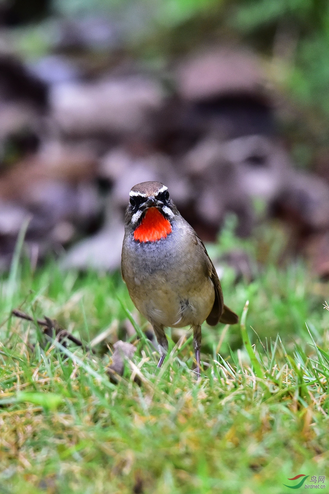 DSC_0248.JPG