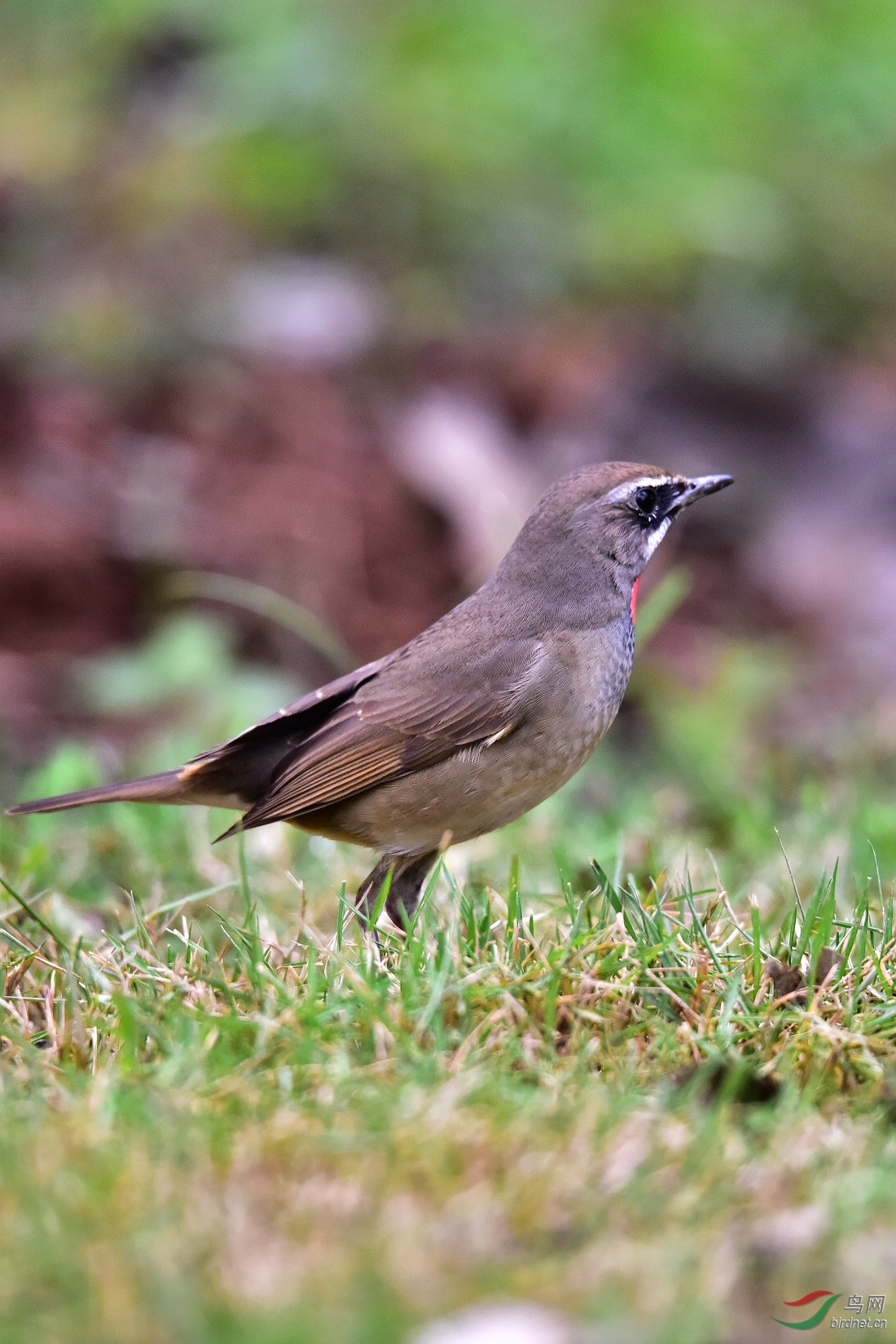 DSC_0251.JPG